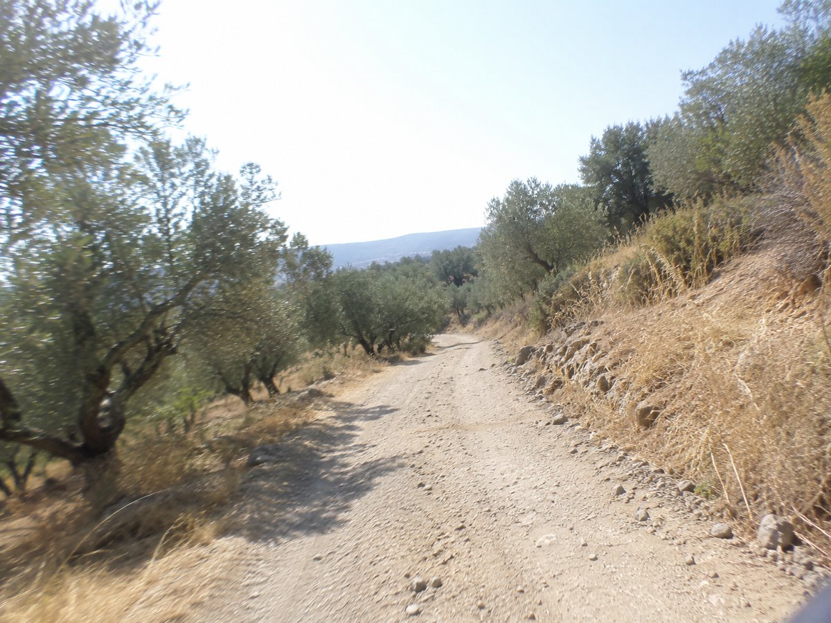 Staubiger Feldweg zwischen alten Olivenbäumen in Griechenland in der Mittagssonne.