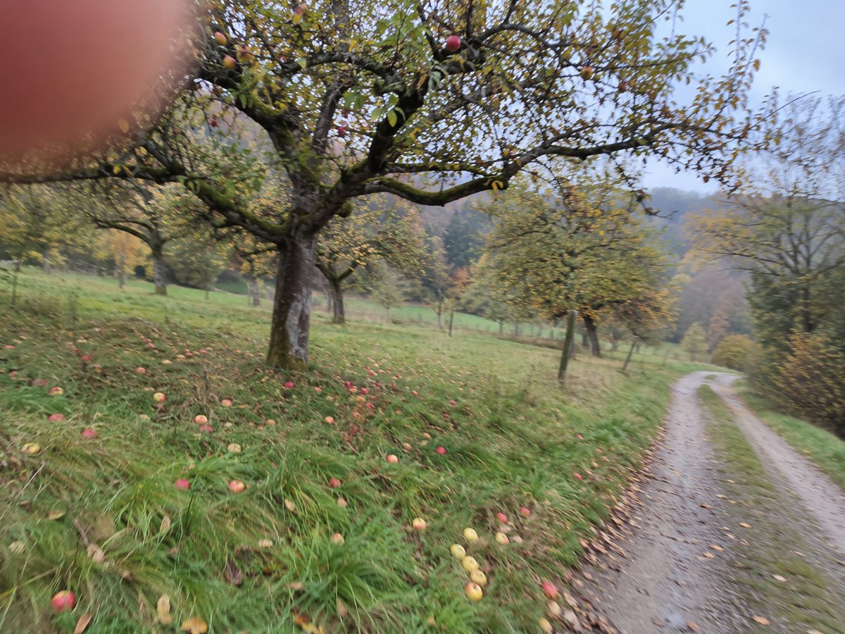 Streuobstwiese mit knorrigen Apfelbäumen neben einem Feldweg, Fallobst im Gras, ein unscharfer Finger im Bildrand.